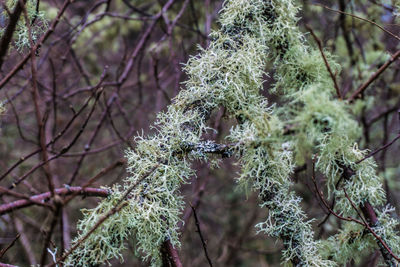 Close-up of tree branch