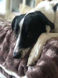 Close-up of dog resting