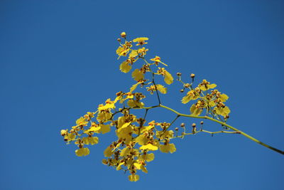 Low angle view of yellow flower tree against clear blue sky