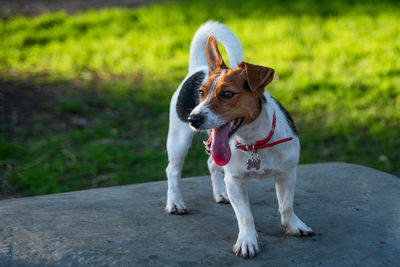 Dog looking away on grass