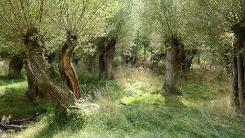 Trees growing on field