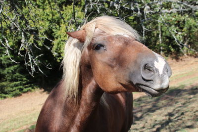 Close-up of a horse