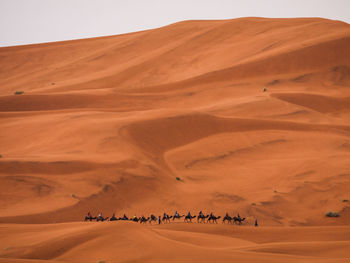 Large group of people riding camels through the desert
