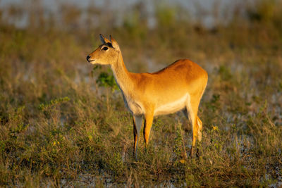 Female red lechwe stands staring in floodplain