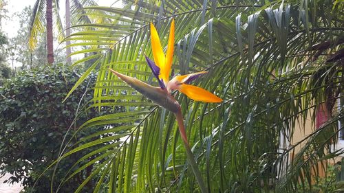Plants growing on tree