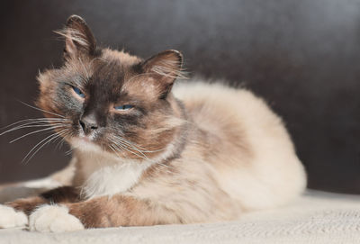 Close-up of a cat looking away