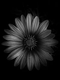 Close-up of white flower against black background