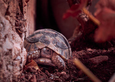 Close-up of tortoise