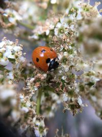 Close-up of ladybug on flower