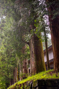 Trees in forest