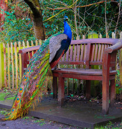 Bird perching on tree trunk