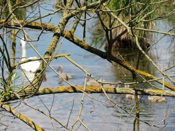 Close-up of tree against lake