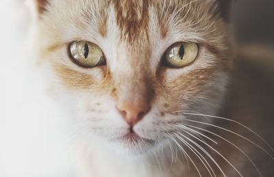 Close-up portrait of a cat