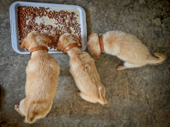 High angle view of cats sleeping