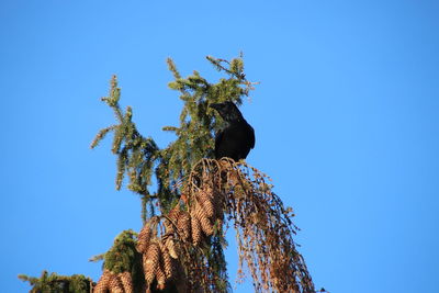 Low angle view of tree against clear blue sky