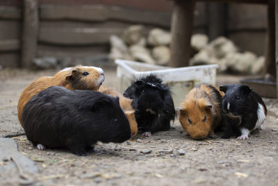 Dogs relaxing outdoors