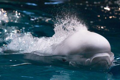 Close-up of duck swimming in sea