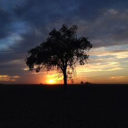 Silhouette of trees at sunset