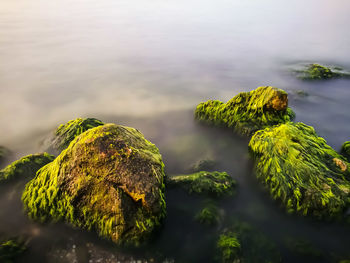 Close-up of moss on rock by sea against sky