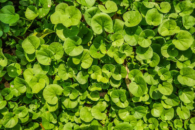 Full frame shot of leaves