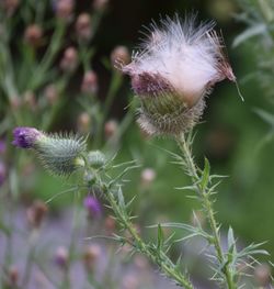 Close-up of white dandelion flower