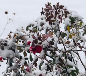 Close-up of snow covered plant