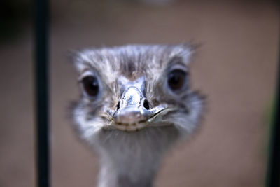 Close-up portrait of ostrich