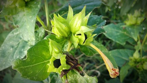 Close-up of green leaves on plant