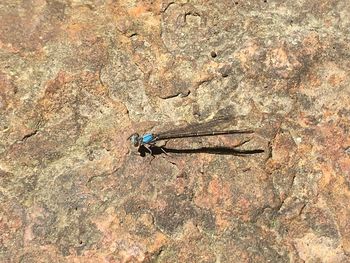 Close-up of insect on rock