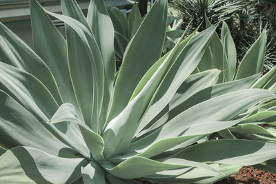 Close-up of succulent plant