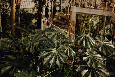 Greenhouses full of tropical plants in kew gardens, london