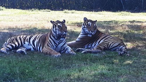 Zebra relaxing on field