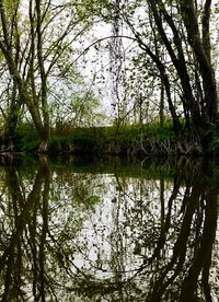 Scenic view of lake in forest