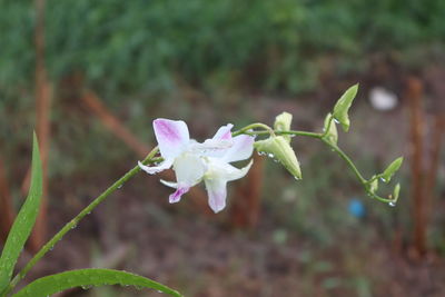 Close-up of purple flowering plant