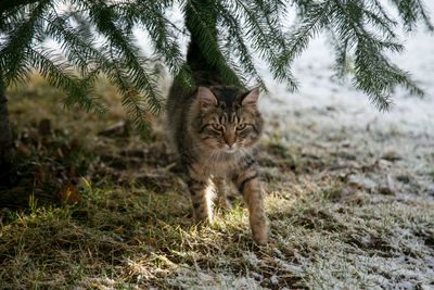 Portrait of cat on field