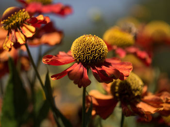 Close-up of red flowering plant