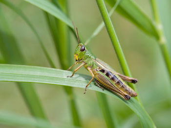 Close-up of grasshopper on leaf