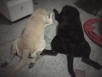 Close-up of dog lying on floor