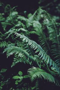 Close-up of fern leaves