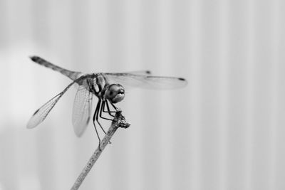 Close-up of damselfly on leaf