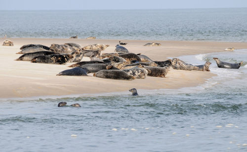 View of birds on beach