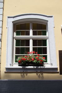 Low angle view of potted plants on window sill