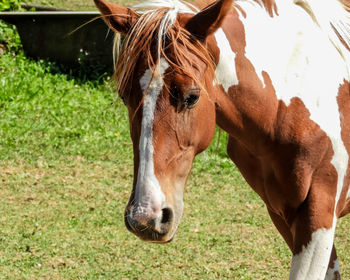 Close-up of a horse on field