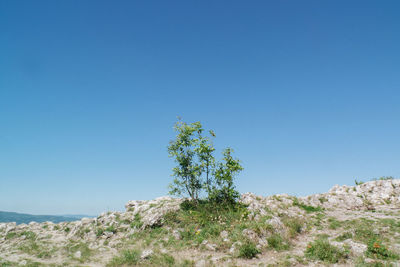 Trees on landscape against clear blue sky