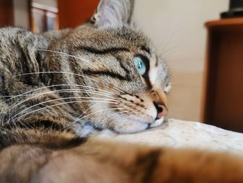 Close-up of a cat looking away at home