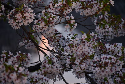 Low angle view of cherry blossom tree