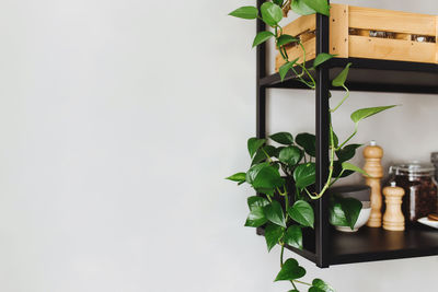 Black metal shelves in the kitchen on a gray concrete wall in a loft style. green flowerpots