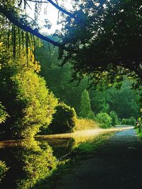 Scenic view of river amidst trees in forest