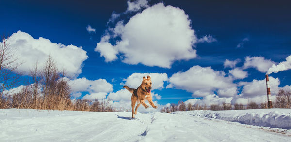 Dog on snow covered land against sky