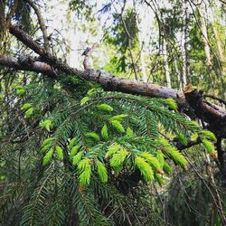 Low angle view of tree in forest